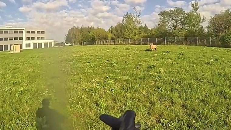 Beran z Budějovic zamířil o víkendu na vysokou školu. Strážníci museli shánět majitele
