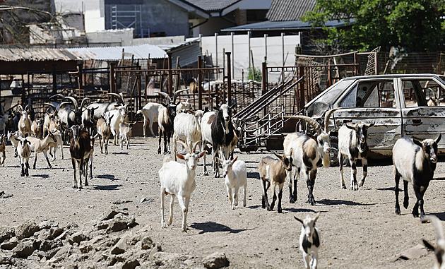 Zápach z obřího chovu koz na Brněnsku? Starosta věří, že se brzy vyřeší