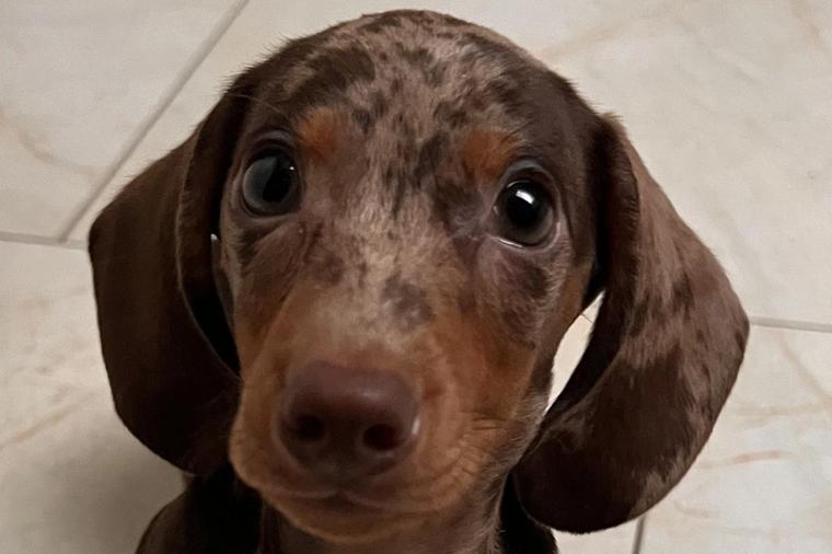 Jezevčík Scooby ve finále. Hlasujte a pošlete svého favorita do boje o titul