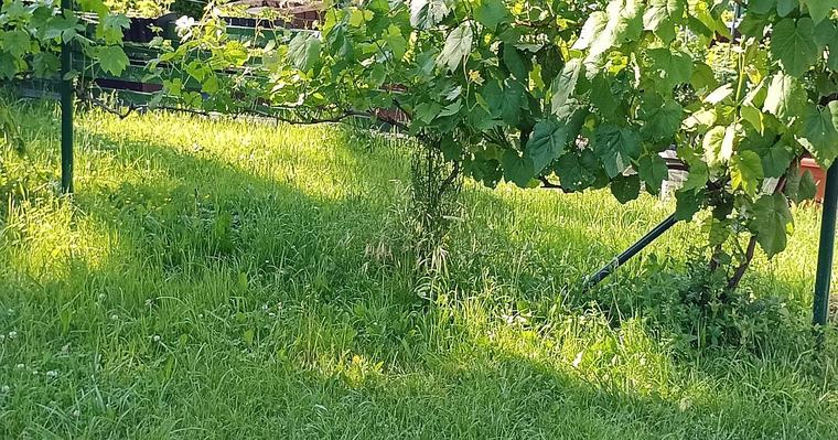 Kdo v září nechá listí na trávníku déle než týden, na jaře najde plíseň a holá místa. Stačí tři zářijové zásahy