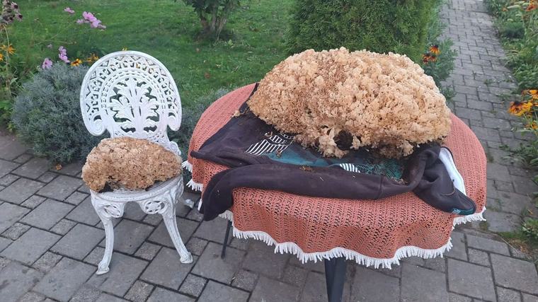 A pak, že nerostou! Pepa si přinesl domů houbu vážící přes 15 kilo!