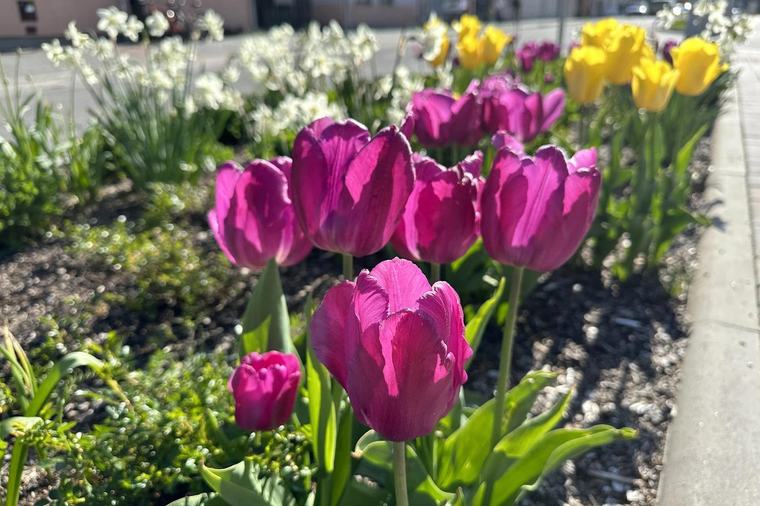 Jak správně zasadit tulipány a narcisy? Průvodce pro bohaté jarní kvetení